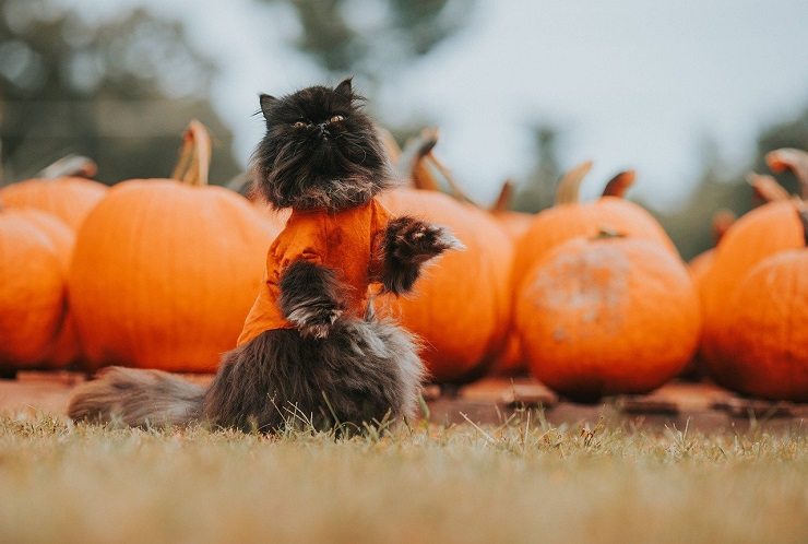 Un gatto davanti a delle zucche